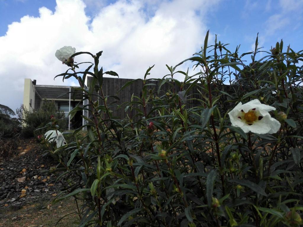 Gasthaus Casas Rurales Cijara Helechosa Exterior foto